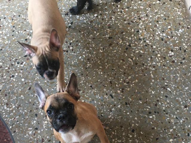 Adorable Frenchie puppies for sale.