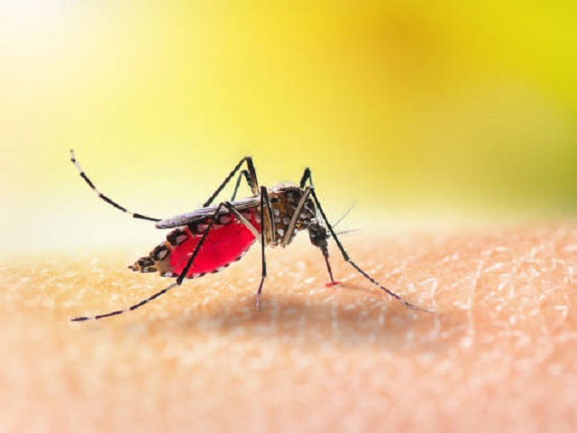 10 Signs You May Have Malaria -- Symptoms, Causes, Effects, Treatment and Prevention