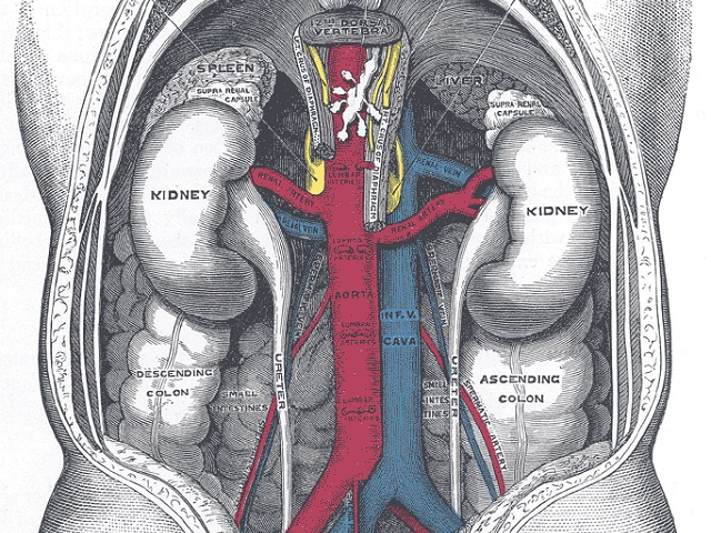 10 Signs You May Have Chronic Kidney Disease -- Symptoms, Causes, Effects, Treatment and Prevention