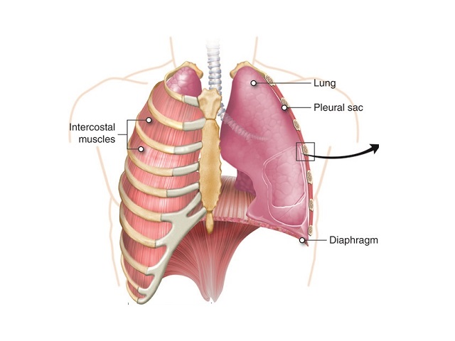 7 Signs You May Have Emphysema -- Symptoms, Causes, Effects, Treatment and Prevention