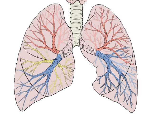 7 Signs You May Have Interstitial Lung Disease -- Symptoms, Causes, Effects, Treatment and Prevention